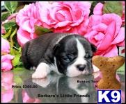 Puppies in Scottsville